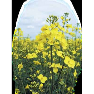 БУТИЗАН 400 цена за 1л