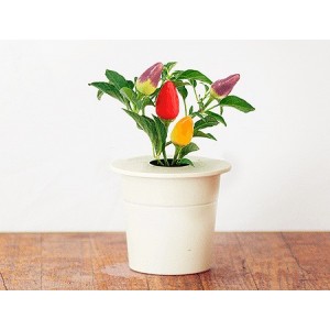  SMART HOME CHILI PEPPER REFILL 3PACK CHIL-REFILL-3 CLICK&GROW